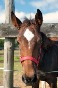 Young horse closeup